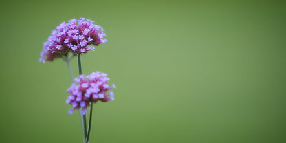 Two small clusters of light purple flowers on thin green stems against a soft, blurred green background.