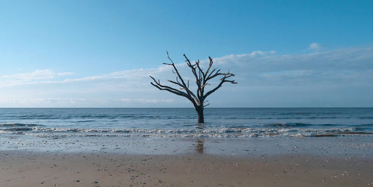 A lone bare tree stands in shallow ocean water on a sandy beach under a clear blue sky with light clouds.