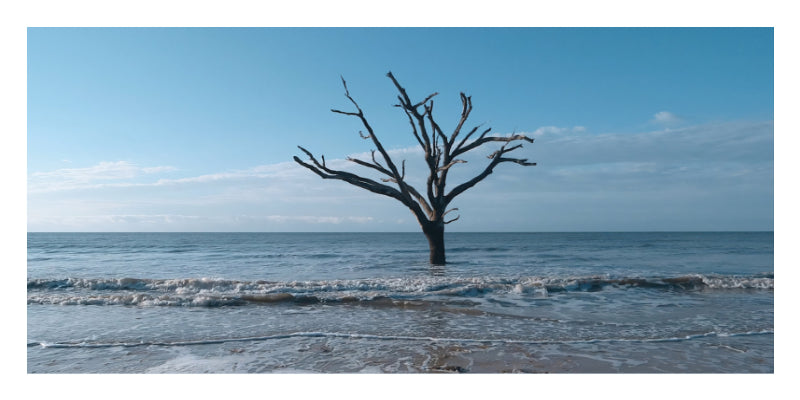 A square art print depicting a stark, leafless dead tree standing in the ocean waves under a clear blue sky.