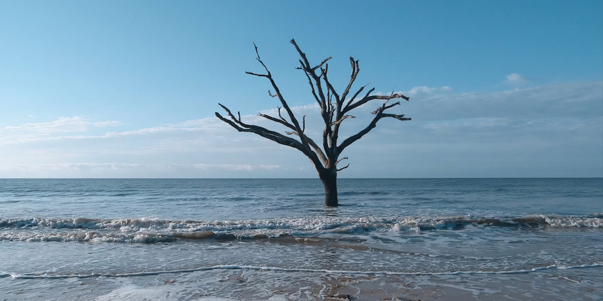 A stark, leafless dead tree standing in shallow ocean water under a clear blue sky.
