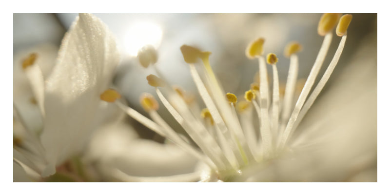 Macro photograph of white blossoms with delicate yellow stamens and pale green filaments, set against a soft blurred background.