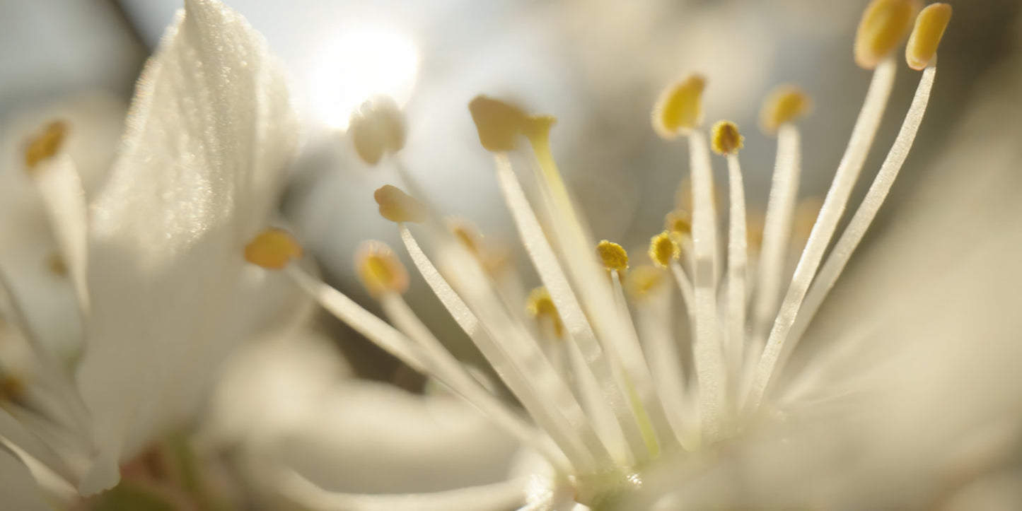 Macro close-up of delicate white blossoms with yellow stamens and soft sunlight filtering through the petals.