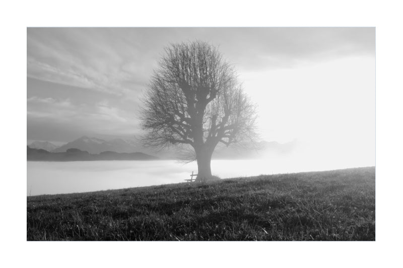Black and white landscape photograph of a solitary leafless tree standing on a grassy hill above a misty lake, with mountains in the background and bright sunlit sky.
