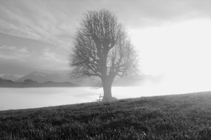 Black and white landscape photograph featuring a solitary leafless tree on a grassy hill overlooking a misty valley and distant mountains.