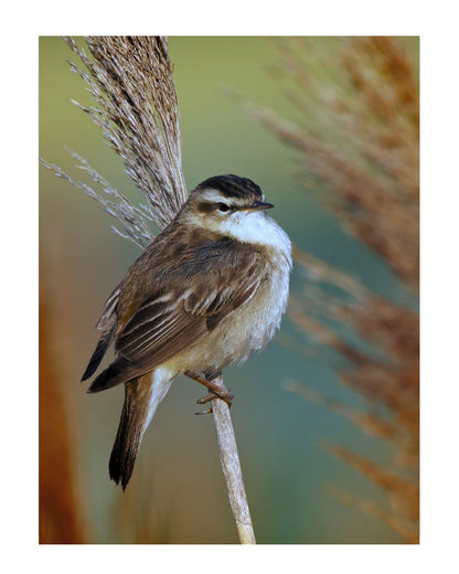 A small brown and white bird perched on a dry reed stem, with blurred reeds and a soft green-brown natural background.