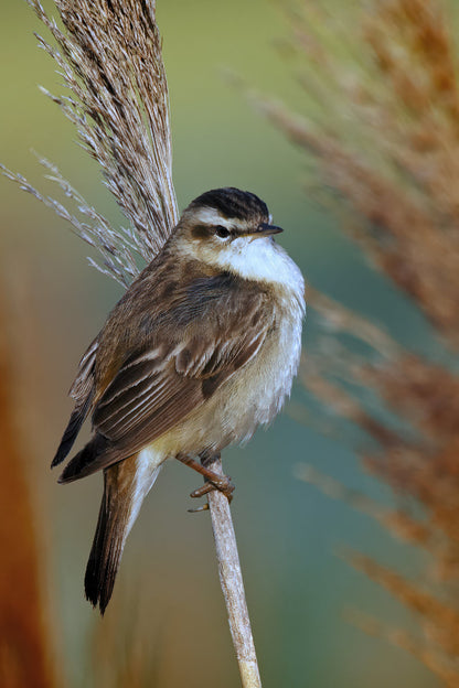 A small brown and white black-capped songbird perched on a dry reed stem against a soft blurred natural background of green and tan grasses.