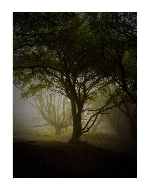 A moody forest scene with tall dark trees in silhouette, soft misty light filtering through the canopy, and a dim woodland ground.