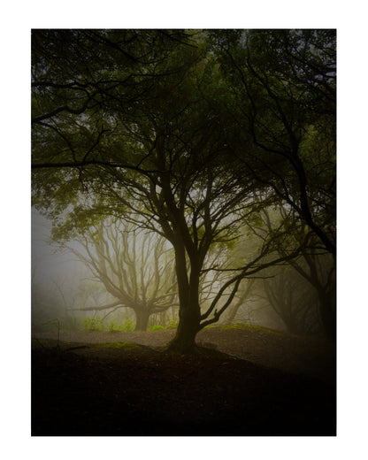 A moody forest scene with tall dark trees in silhouette, soft misty light filtering through the canopy, and a dim woodland ground.