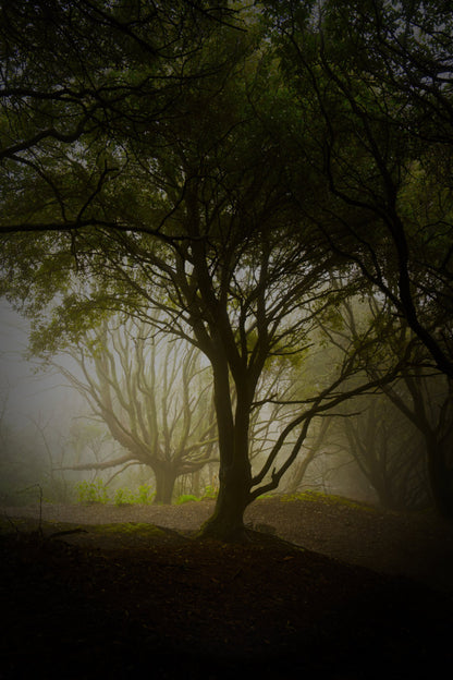 A misty forest scene with large dark trees in the foreground and softer, hazy trees in the background, creating a moody woodland atmosphere.