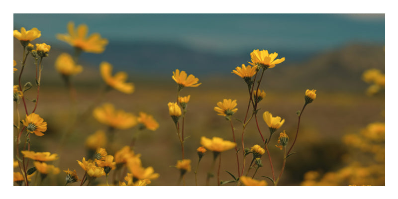 Yellow wildflowers in bloom across a soft-focus outdoor landscape with blue-green hills in the background.