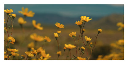 Yellow wildflowers in bloom across a soft-focus outdoor landscape with blue-green hills in the background.