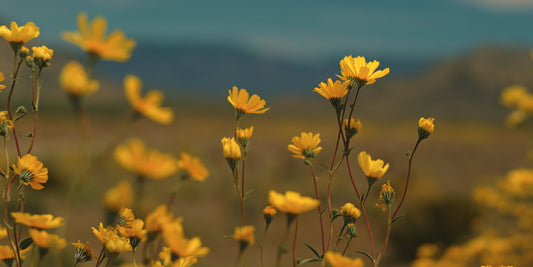 Yellow wildflowers in bloom on a hillside with a soft-focus blue sky and distant mountains in the background.
