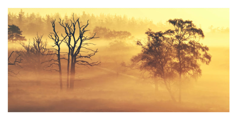 A misty landscape print featuring silhouetted trees in a golden yellow and orange foggy scene.