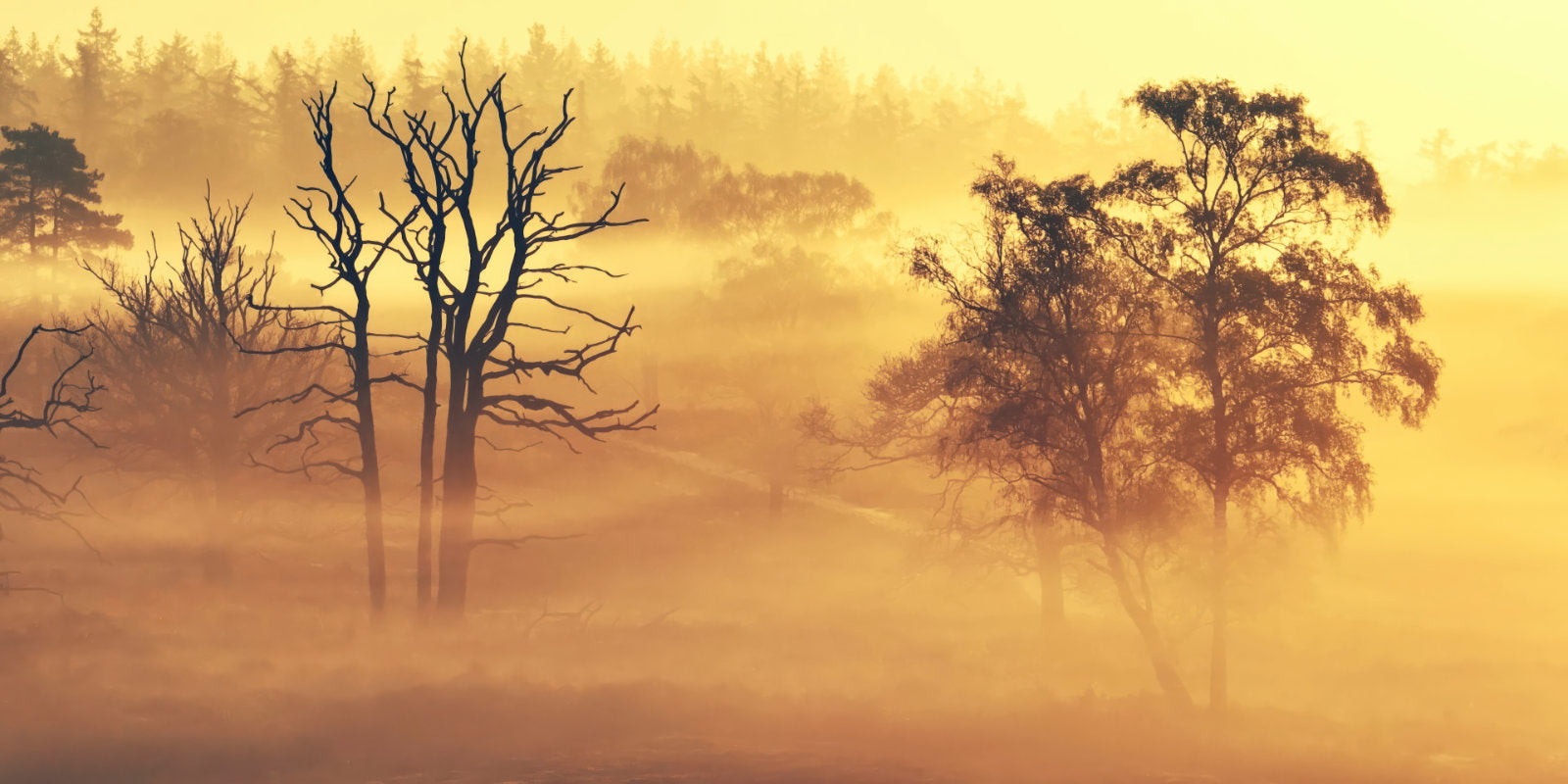 Bare and leafy trees emerge through luminous golden mist