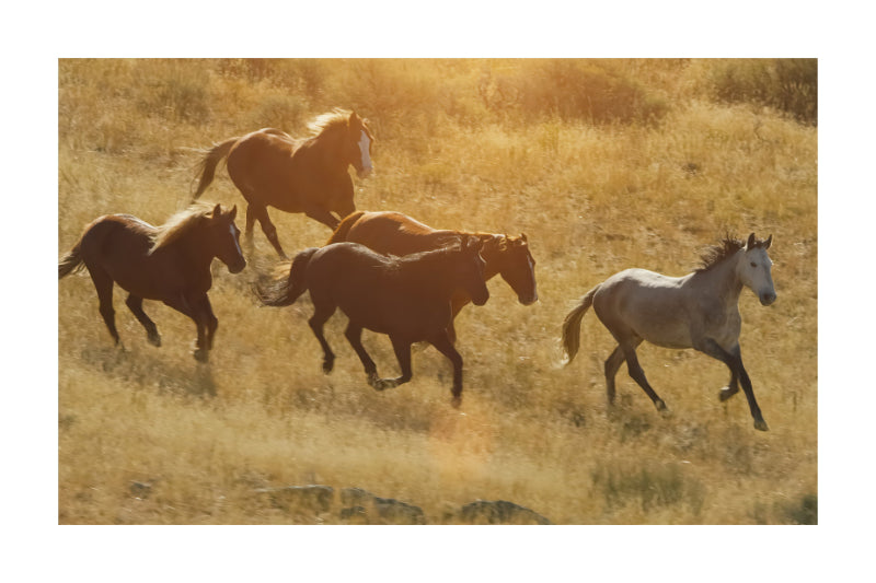 A scenic photograph of a herd of five horses running through dry golden grass in warm sunlight, presented as an art print with a white border.