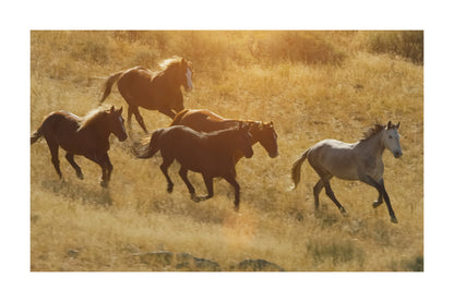 A scenic photograph of a herd of five horses running through dry golden grass in warm sunlight, presented as an art print with a white border.