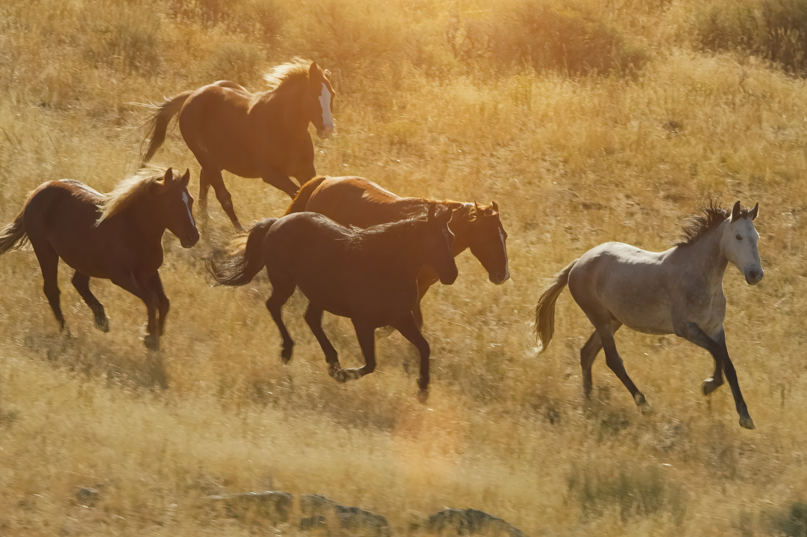 Five horses running through dry golden grass in an outdoor field, with warm sunlight and a hazy background.