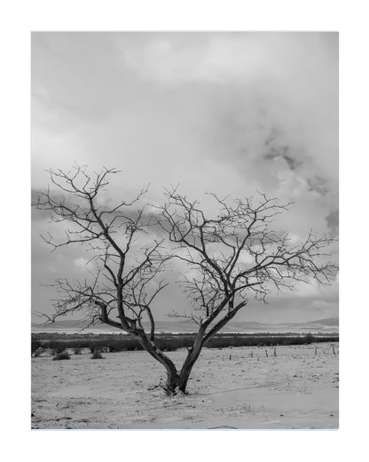 Black and white landscape photograph of a solitary leafless tree in a snowy field under a cloudy sky, presented as an art print with a white border.