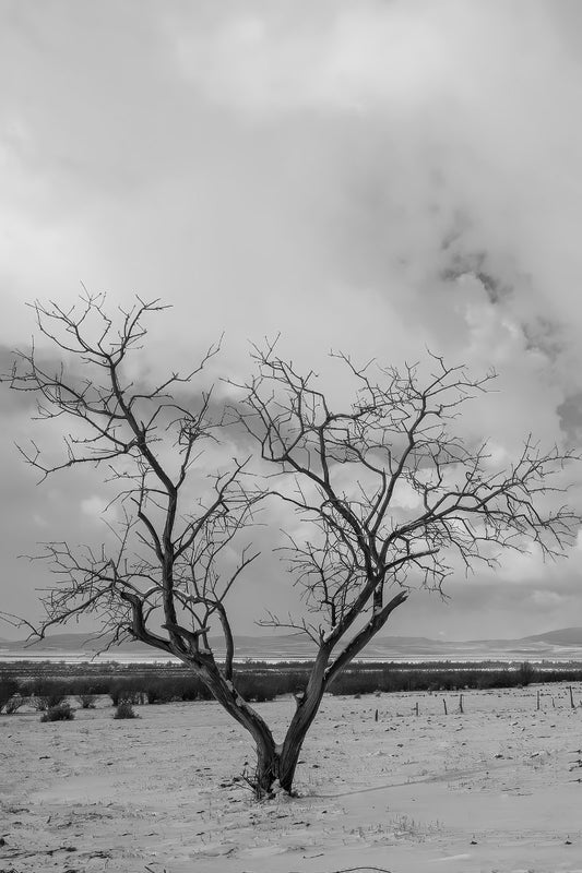 Black and white landscape photograph of a bare, windswept tree standing in a snowy field under a dramatic cloudy sky.