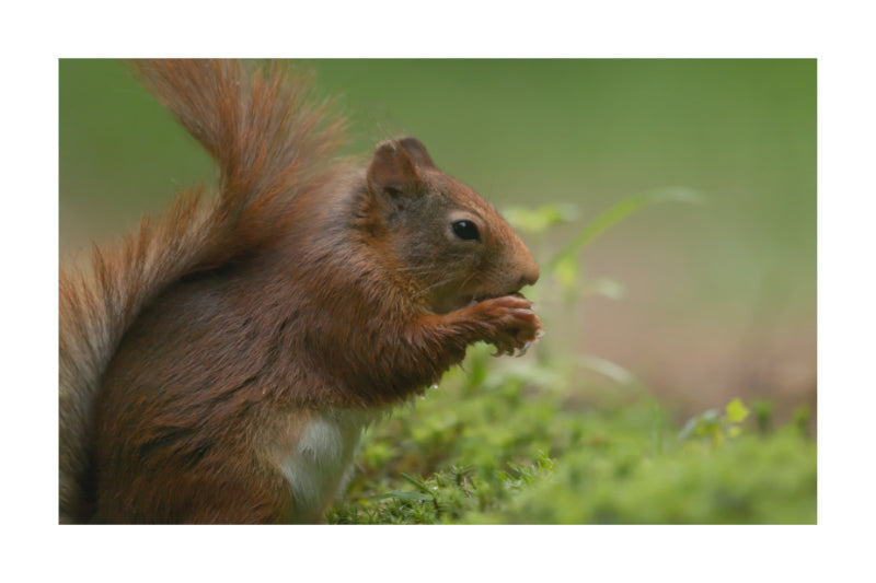 A red squirrel in side profile, holding food in its paws, set against a soft-focus green natural background.