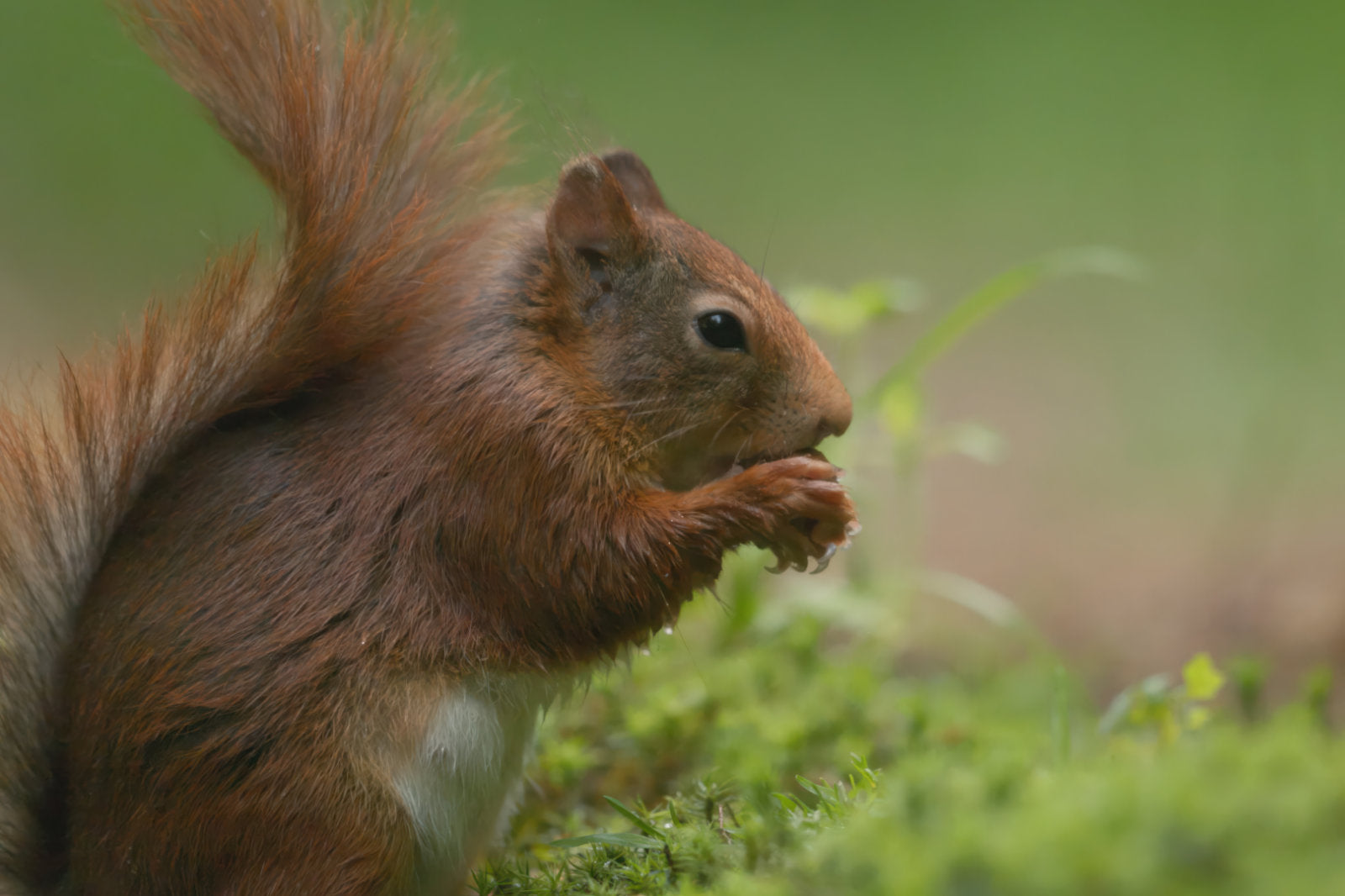 A red squirrel in side profile, holding a nut in its front paws, set against a soft-focus green natural background.